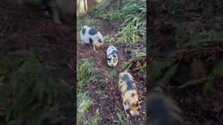 Truffle hunting w/ the pigs! #trufflehunting #pigs #pigwalk #godsplan #shortsvideo #shorts #ytshorts