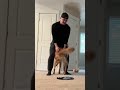 Pretty girls stomp like this #dog #goldenretriever