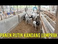 PANEN RUTIN KANDANG DOMBA LEMPRAK | CARA MENDAPATKAN KEUNTUNGAN DOBEL DARI TERNAK DOMBA