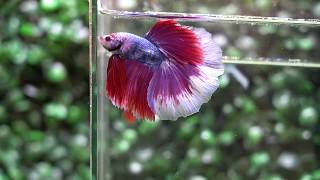 Betta USA TI 779 – Live Betta Fish High Quality Halfmoon Male Lavender Dragon