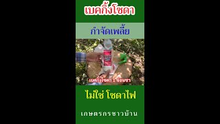 เบคกิ้งโซดากำจัดเพลี้ย ไม่ใช่โซดาไฟ | เกษตรกรชาวบ้าน