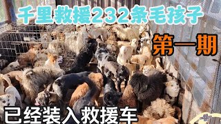 千里救援232条毛孩子第一期，第七笼已经装入救援车画面触目惊心  Dog  rescu in China  2023 07  06