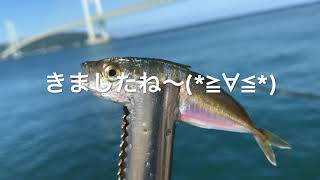 fishingmax垂水店6/16アジュールで豆アジだ！