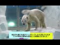 ホッキョクグマのライトがアドベンチャーワールドから平川動物園へ！元気でね、ライト