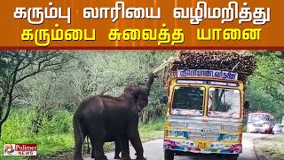 கரும்பு லாரியை குட்டியுடன் வழிமறித்த யானை..! கரும்பை சுவைத்து மகிழ்ந்த யானை..!