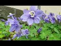 하늘매발톱 aquilegia flabellata 「꽃말 승리의 맹세」