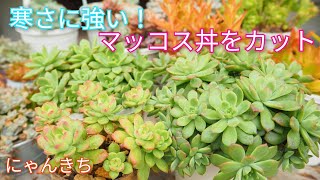 【多肉植物】寒さに強い！マッコスをカット😺