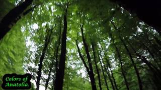 Eerie Inegöl Forests Without The Sun