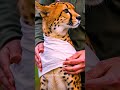 rescuers saved a frail cheetah africa helpanimal cheetah saveanimals tiger