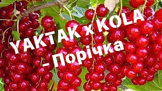 YAKTAK x KOLA - Порічка I Солодка порічка