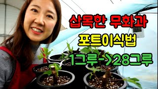 [도시농부]무화과삽목/무화과키우기/포트이식