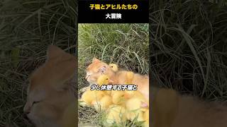 子猫とアヒルたちの冒険