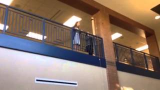 Terminal velocity of cats inquiry