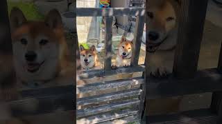 お盆の思い出　久しぶりに帰省した人間にテンション上がる柴犬　#dog #pet #shibainu #柴犬