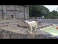 何かのニオイが気になるデナリ~polar bear