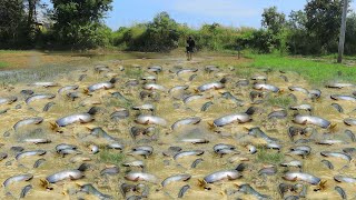 ដើររកត្រីរដូវប្រាំងនៅតាមវាលស្រែ