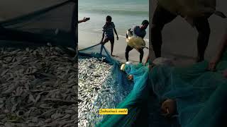 Dhanushkodi Beach #dhanush #beach #fishing #india #hardwork #rameswaram