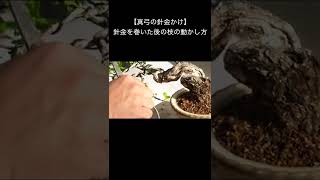 【樹心園 徳永功 講師】針金を巻いた後の枝の動かし方　〜真弓の針金かけ〜