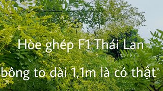 Mô hình trồng cây Hòe Ghép F1 Thái Lan ở Thái Bình 097 722 6215