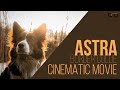 CINEMATIC | Astra | Border Collie