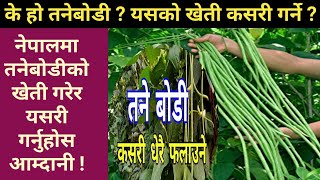 तनेबोडी खेती सम्बन्धि सम्पूर्ण जानकारी  || How To Long beans Cultivate In Nepal || Krishi Sandesh