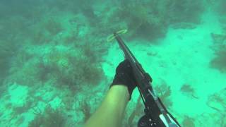 spearfishing florida keys snapper spawn 2014