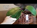 wrinkly phalaenopsis orchid leaves solution in only 8 days