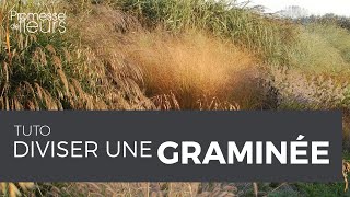 Tuto : Diviser une graminee