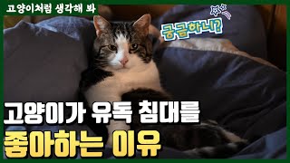 고양이는 왜 침대를 벗어나지 않을까?