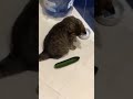 Cats Scared By Cucumbers!