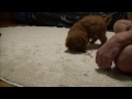 ひもで夢中で遊ぶ！購入前のトイプードルの子犬6 toy poodle puppy is playing with crazy with a string.