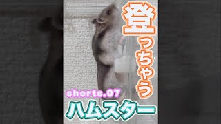 ロッククライミング？ハムスターが本気出したらスゴイんです！ #Shorts Hamster KABU's rock climing? bouldering?【kyomohamu presents】