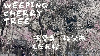 【3min Hanami】Weeping cherry tree in Seiunji 清雲寺のしだれ桜　2024