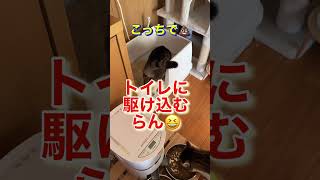 散歩中はトイレを我慢する猫達💕😆#べるとらん❣️ #cat #catcute #きじしろ兄弟 #猫用トイレ