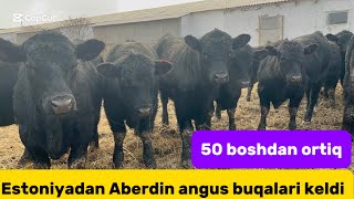 Aberden angus +99893.270.03.03+99888.375.11.18 semiz va boqma buqalar arzon joyidan sõraganlarga