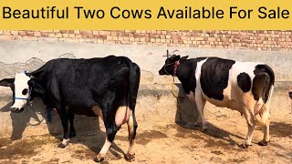 2 cows for sale || 2 ਗਾਵਾਂ ਵਿਕਾਊ