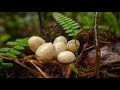 How Long After Mating Do Snails Lay Eggs?