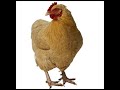 Chicken Sound Effect in Best Quality