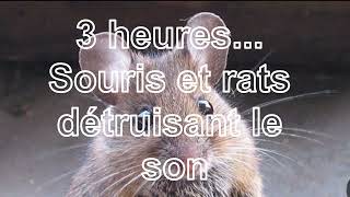 Répulsif anti-souris | Souris et rats insonorisants | Les souris quitteront la maison |