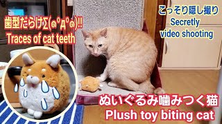 むぎっちゅ☆【こっそり隠し撮り】ぬいぐるみを噛みつく猫♡ぬいぐるみ歯形だらけ♡