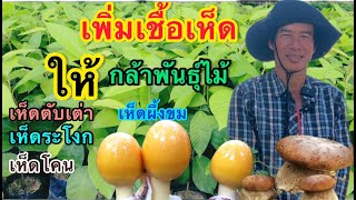 เพิ่มเชื้อเห็ด ให้ กล้าพันธุ์ไม้ l คนรักษ์ป่า EP.261