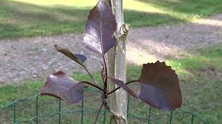 Populus deltoides ´Fuego´