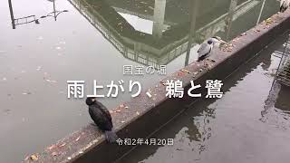 国宝の堀、雨上がりの鵜と鷺と鴨