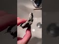 大花鑽紋龜 turtle 鑽紋龜