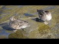 【閲覧注意】鳥の糞　コガモteal（小鴨、学名 anas crecca）カモ目カモ科マガモ属　【野鳥図鑑】　dscn8917