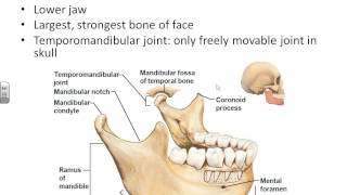 A&P I Chapter 7-axial skeleton