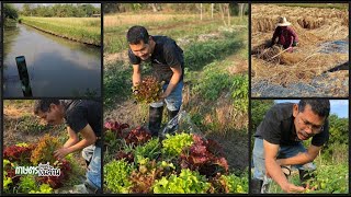 สวนเกษตรเกษตรอินทรีย์บ้านวสุนธาราโฮมเสตย์