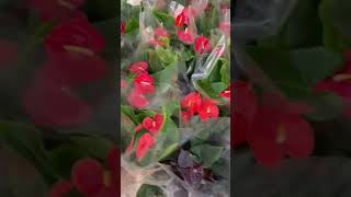 Rare imported anthurium plant online shopping #plants #anthorium #garden #anthuriumplant #flowers