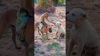 monkey and dog friendship,  #viral #trending #shorts