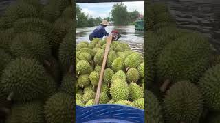 邦美蜀的泪水已经流干。在战前江。 #durian #榴莲